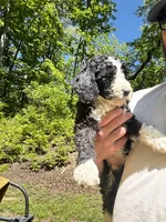 Jack, a male Old English Sheepdog and Goldendoodle for sale in Tri-Cities, TN – 10 of 10