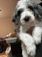 Diamond, a female Old English Sheepdog and Goldendoodle for sale in Tri-Cities, TN – 5 of 6