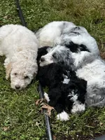 Jack, a male Old English Sheepdog and Goldendoodle for sale in Tri-Cities, TN – 4 of 10