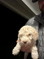 Angel , a female Old English Sheepdog and Goldendoodle for sale in Tri-Cities, TN – 2 of 7