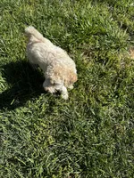 Angel , a female Old English Sheepdog and Goldendoodle for sale in Tri-Cities, TN – 7 of 7