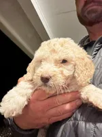 Angel , a female Old English Sheepdog and Goldendoodle for sale in Tri-Cities, TN – 1 of 7