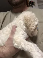 Angel , a female Old English Sheepdog and Goldendoodle for sale in Tri-Cities, TN – 6 of 7