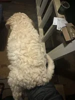 Angel , a female Old English Sheepdog and Goldendoodle for sale in Tri-Cities, TN – 4 of 7