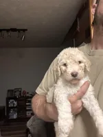Angel , a female Old English Sheepdog and Goldendoodle for sale in Tri-Cities, TN – 5 of 7