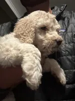 Angel , a female Old English Sheepdog and Goldendoodle for sale in Tri-Cities, TN – 3 of 7
