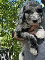 Rose, a female Old English Sheepdog and Goldendoodle for sale in Tri-Cities, TN – 4 of 6