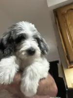 Diamond, a female Old English Sheepdog and Goldendoodle for sale in Tri-Cities, TN – 2 of 6