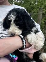 Jack, a male Old English Sheepdog and Goldendoodle for sale in Tri-Cities, TN – 2 of 10