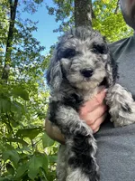 Rose, a female Old English Sheepdog and Goldendoodle for sale in Tri-Cities, TN – 6 of 6