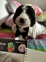 Jack, a male Old English Sheepdog and Goldendoodle for sale in Tri-Cities, TN – 3 of 10