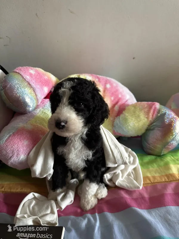 Jack  – Old English Sheepdog, Goldendoodle puppy for sale in Tri-Cities, TN