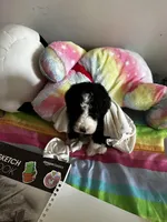 Jack , a male Old English Sheepdog and Goldendoodle for sale in Tri-Cities, TN – 2 of 8