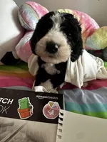 Jack , a male Old English Sheepdog and Goldendoodle for sale in Tri-Cities, TN – 4 of 8