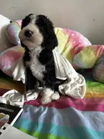 Jack , a male Old English Sheepdog and Goldendoodle for sale in Tri-Cities, TN – 7 of 8