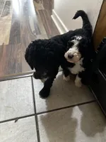 Jack , a male Old English Sheepdog and Goldendoodle for sale in Tri-Cities, TN – 5 of 8