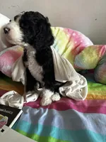 Jack , a male Old English Sheepdog and Goldendoodle for sale in Tri-Cities, TN – 8 of 8