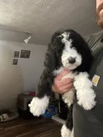 Jack, a male Old English Sheepdog and Goldendoodle for sale in Tri-Cities, TN – 9 of 10