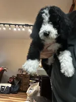Jack, a male Old English Sheepdog and Goldendoodle for sale in Tri-Cities, TN – 10 of 10