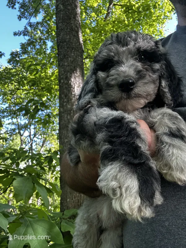 Rose, a female Old English Sheepdog and Goldendoodle for sale in Tri-Cities, TN – 1 of 6