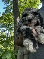 Rose, a female Old English Sheepdog and Goldendoodle for sale in Tri-Cities, TN – 1 of 6