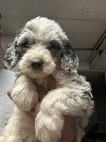 Diamond, a female Old English Sheepdog and Goldendoodle for sale in Tri-Cities, TN – 4 of 4