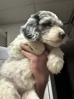 Diamond, a female Old English Sheepdog and Goldendoodle for sale in Tri-Cities, TN – 3 of 4