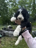 Jack, a male Old English Sheepdog and Goldendoodle for sale in Tri-Cities, TN – 1 of 10