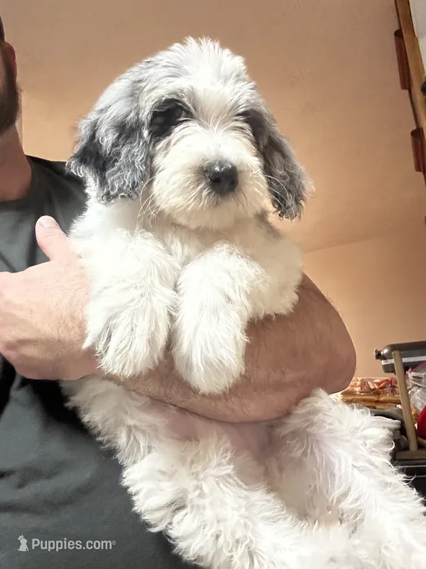 Diamond – Old English Sheepdog, Goldendoodle puppy for sale in Tri-Cities, TN