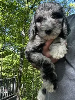 Rose, a female Old English Sheepdog and Goldendoodle for sale in Tri-Cities, TN – 5 of 6