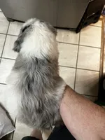 Diamond, a female Old English Sheepdog and Goldendoodle for sale in Tri-Cities, TN – 6 of 6