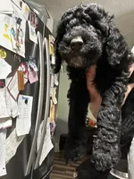 Rocky, a male Old English Sheepdog and Goldendoodle for sale in Tri-Cities, TN – Photo 3 of 7
