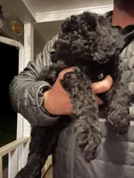 Rocky, a male Old English Sheepdog and Goldendoodle for sale in Tri-Cities, TN – Photo 2 of 7