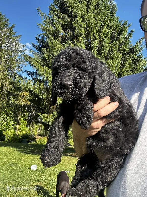Rocky – Old English Sheepdog, Goldendoodle puppy for sale in Tri-Cities, TN