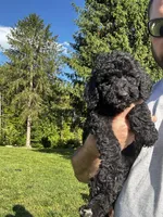 Rocky, a male Old English Sheepdog and Goldendoodle for sale in Tri-Cities, TN – Photo 7 of 7
