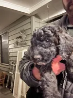 Rocky, a male Old English Sheepdog and Goldendoodle for sale in Tri-Cities, TN – Photo 4 of 7
