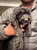Rocky, a male Old English Sheepdog and Goldendoodle for sale in Tri-Cities, TN – Photo 6 of 7