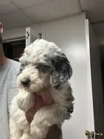 Diamond, a female Old English Sheepdog and Goldendoodle for sale in Tri-Cities, TN – 1 of 4