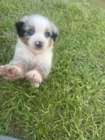 Blue Merle, a male Miniature Australian Shepherd and Toy Australian Shepherd for sale in Zolfo Springs, FL – 6 of 6