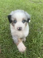 Blue Merle, a male Miniature Australian Shepherd and Toy Australian Shepherd for sale in Zolfo Springs, FL – 2 of 6