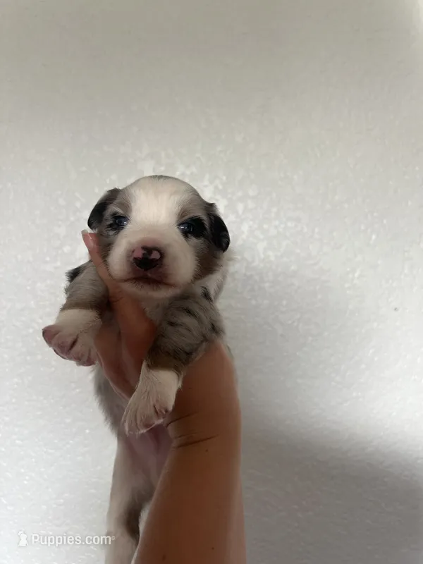 Blue Merle – Miniature Australian Shepherd, Toy Australian Shepherd puppy for sale in Zolfo Springs, FL