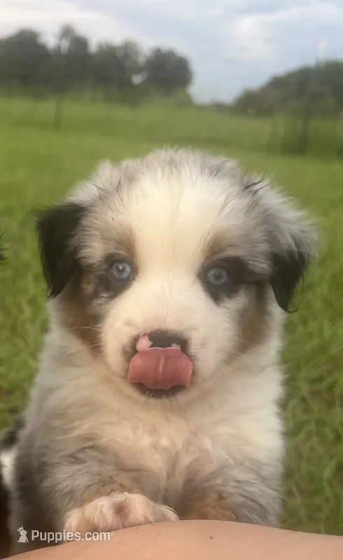 Blue Merle – Miniature Australian Shepherd, Toy Australian Shepherd puppy for sale in Zolfo Springs, FL