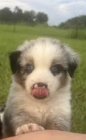 Blue Merle, a male Miniature Australian Shepherd and Toy Australian Shepherd for sale in Zolfo Springs, FL – 1 of 6