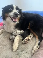 Blue Merle, a male Miniature Australian Shepherd and Toy Australian Shepherd for sale in Zolfo Springs, FL – 2 of 6