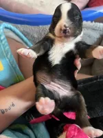 Black Tri , a female Miniature Australian Shepherd and Toy Australian Shepherd for sale in Zolfo Springs, FL – 2 of 5