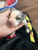 Blue Merle, a male Miniature Australian Shepherd and Toy Australian Shepherd for sale in Zolfo Springs, FL – 3 of 6