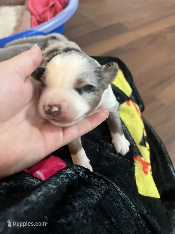 Blue Merle – Miniature Australian Shepherd, Toy Australian Shepherd puppy for sale in Zolfo Springs, FL
