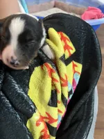 Black Tri , a female Miniature Australian Shepherd and Toy Australian Shepherd for sale in Zolfo Springs, FL – 4 of 5