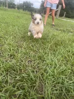 Blue Merle, a male Miniature Australian Shepherd and Toy Australian Shepherd for sale in Zolfo Springs, FL – 3 of 6