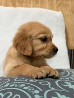 Bri , a female Golden Retriever for sale in Southaven, MS – 3 of 6